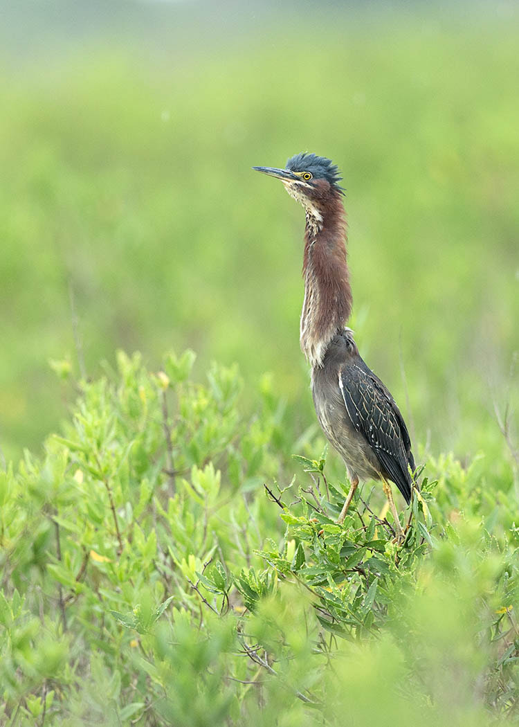 Canon EOS-1D X + Canon EF 500mm F4L IS II USM sample photo. Green heron photography