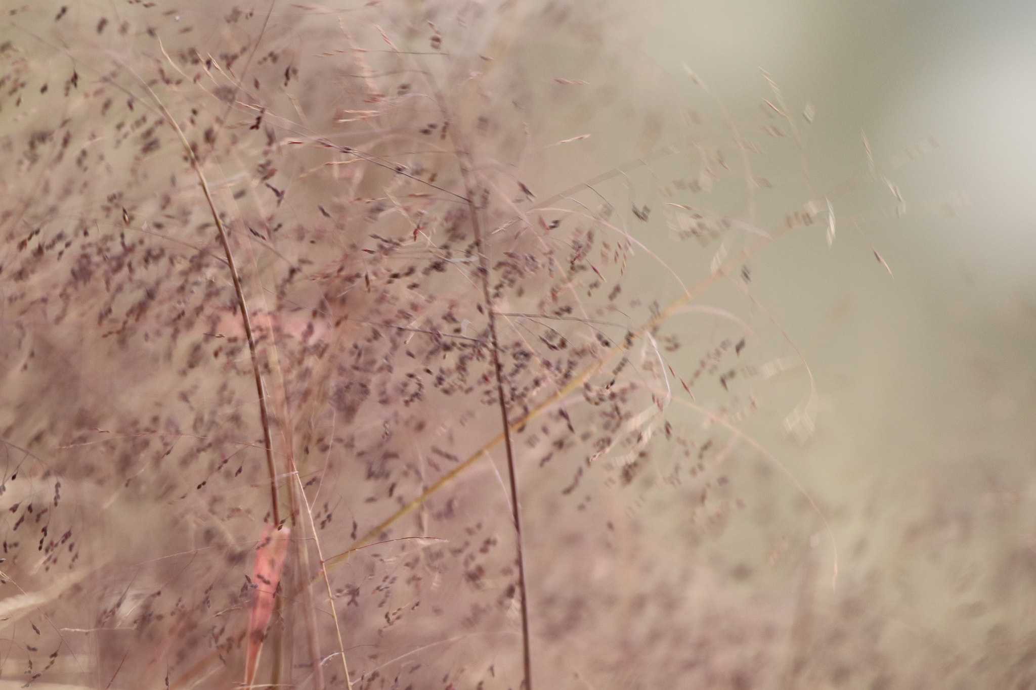 Canon EF 600mm f/4L IS sample photo