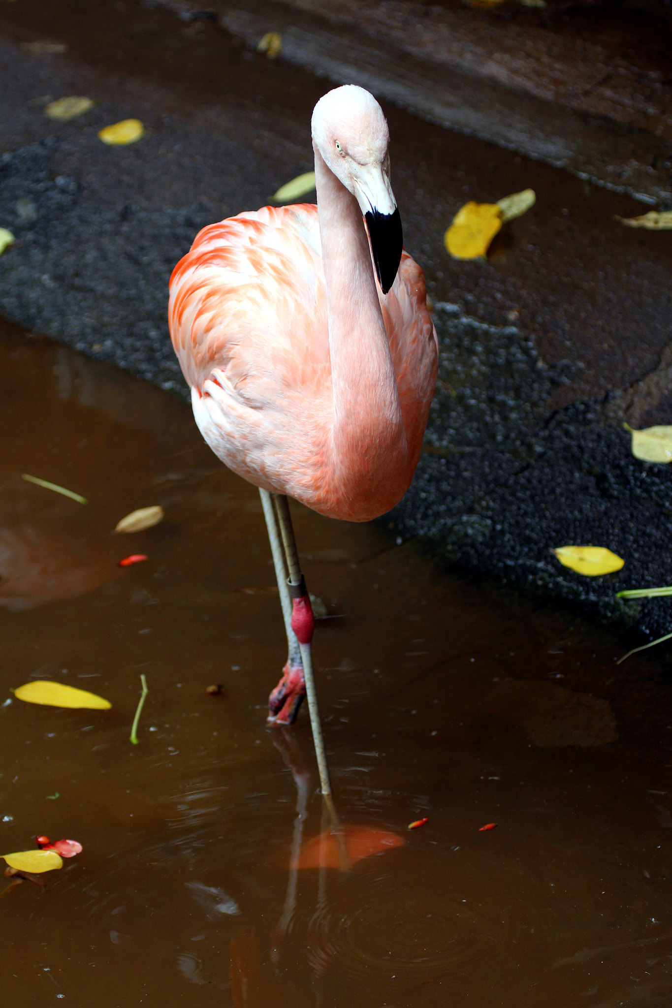 Canon EOS 600D (Rebel EOS T3i / EOS Kiss X5) + Canon EF 100-400mm F4.5-5.6L IS USM sample photo. Flamingo at nogeyama zoo photography