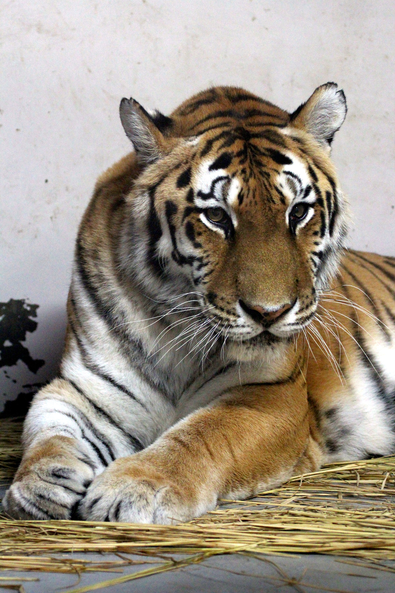 Canon EF 100-400mm F4.5-5.6L IS USM sample photo. Tiger at nogeyama zoo photography