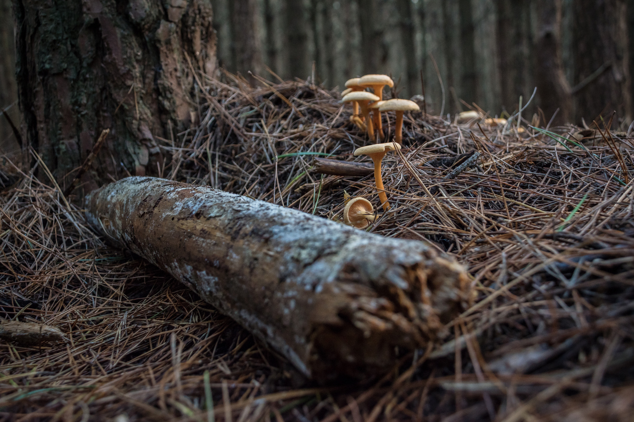 Nikon D5500 sample photo. Mushrooms photography