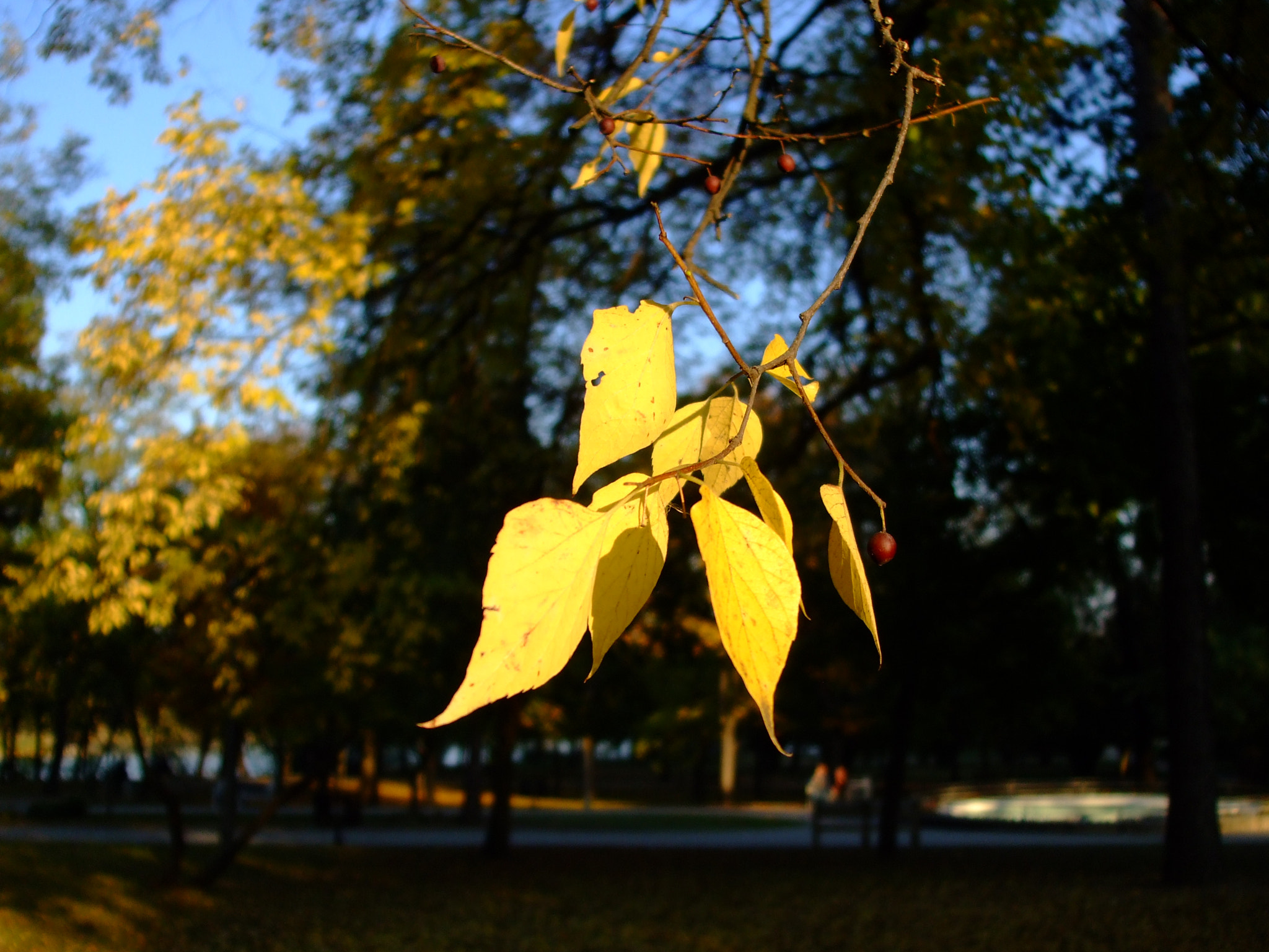 Fujifilm FinePix A820 sample photo. Autumn leaves photography