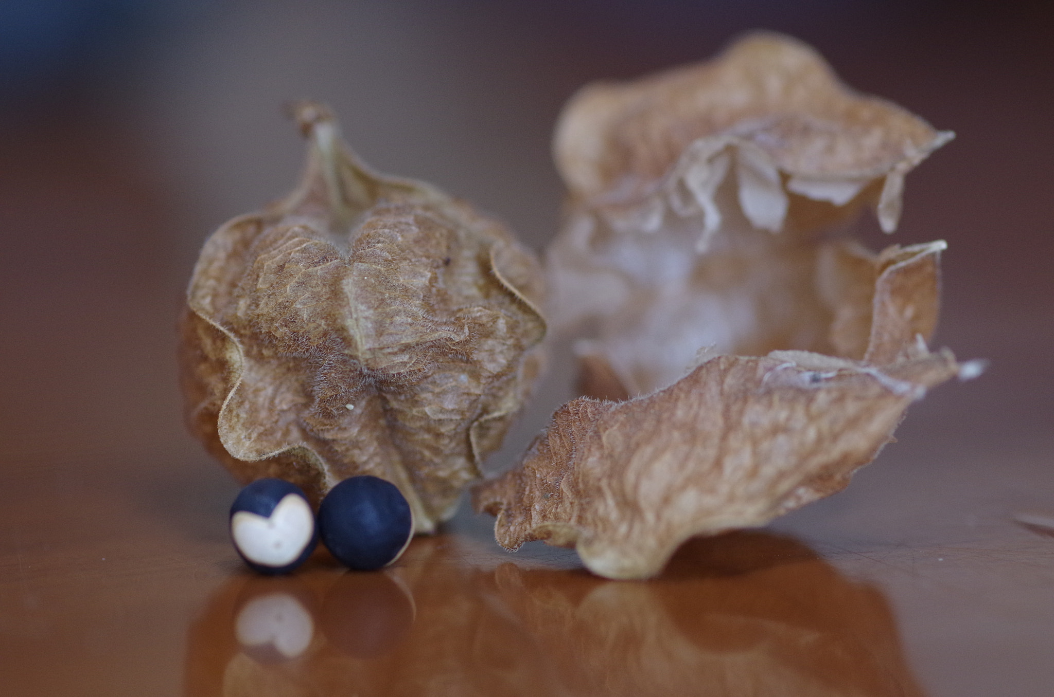 Pentax smc D-FA 100mm F2.8 Macro WR sample photo