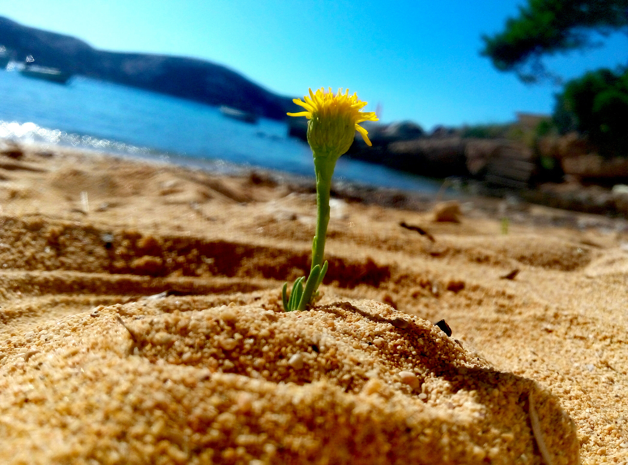 Meizu m1 note sample photo
