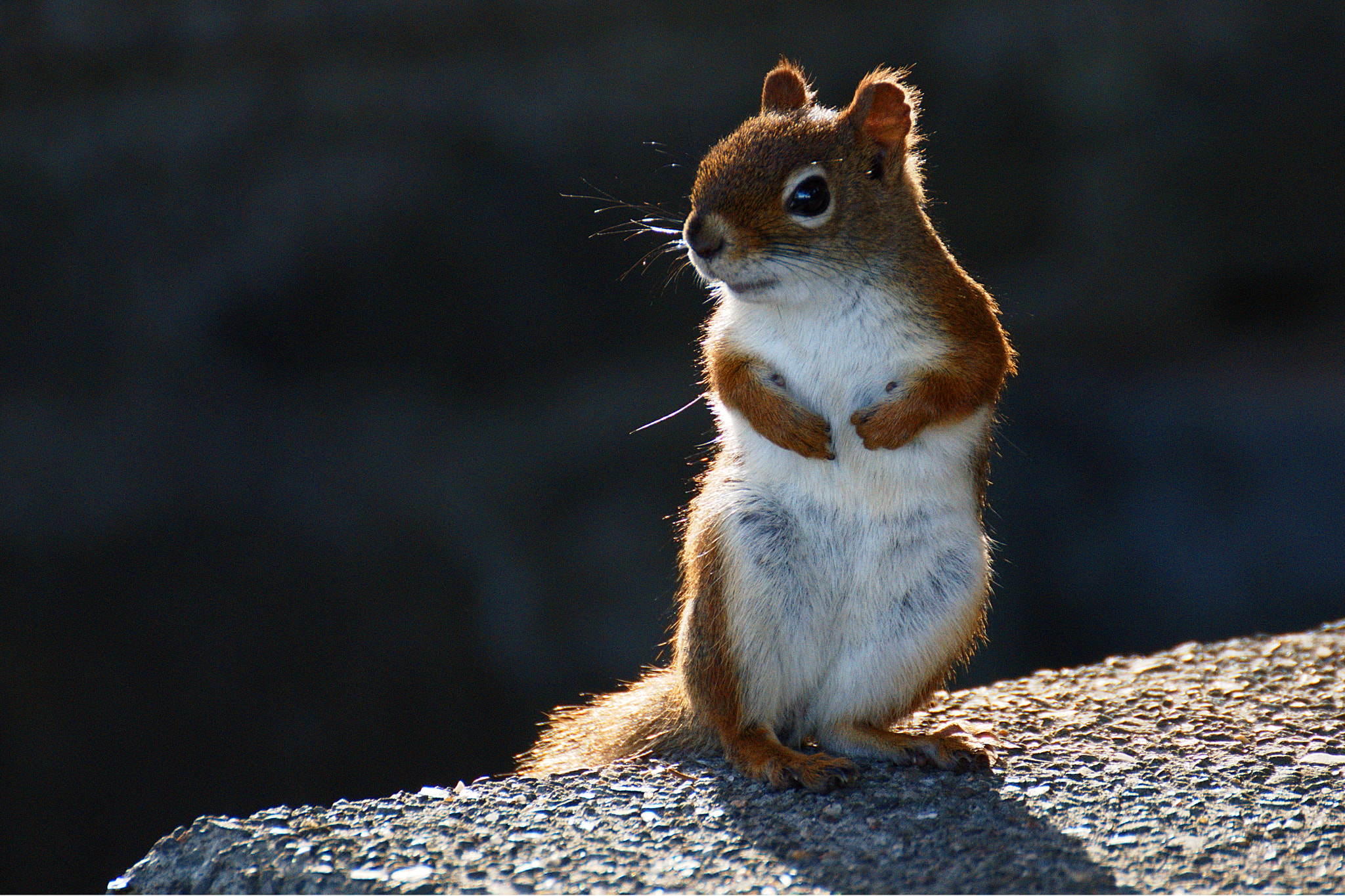 Sony SLT-A68 + Tamron SP 70-300mm F4-5.6 Di USD sample photo. Squirrel in sunset photography