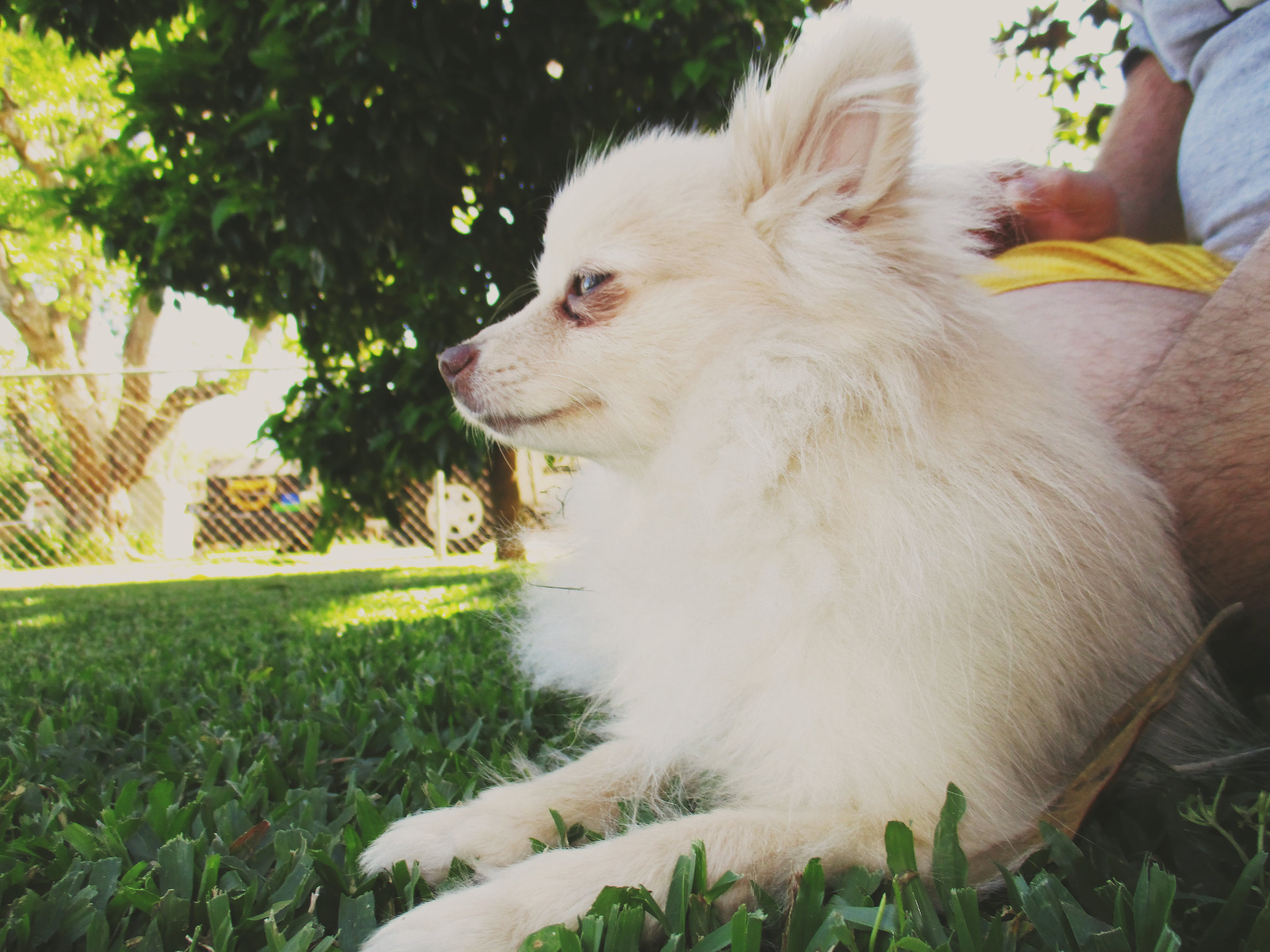 Canon PowerShot ELPH 160 (IXUS 160 / IXY 150) sample photo. Pomeranian sunshine photography