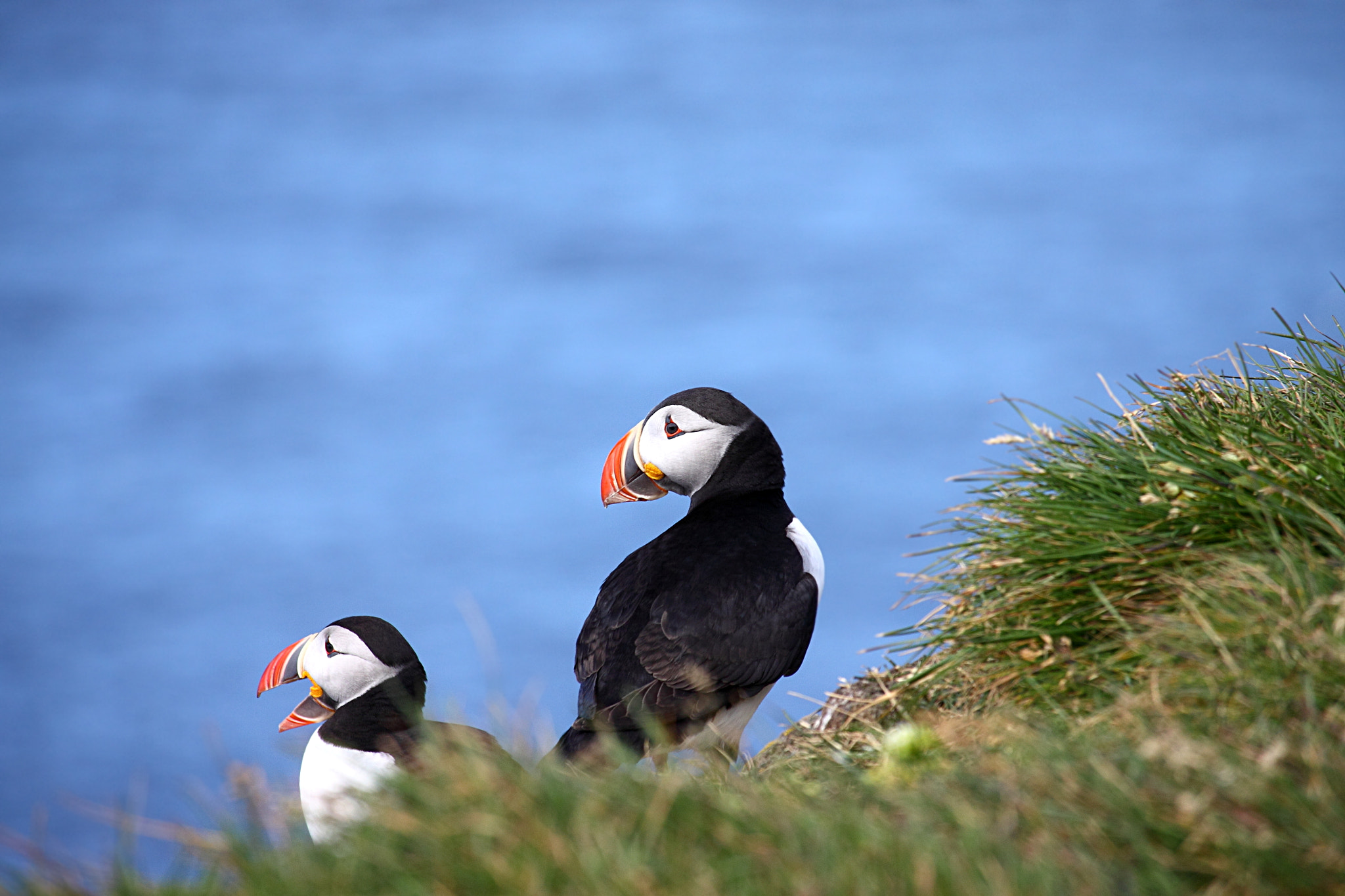 Canon EOS 50D sample photo. Puffins photography