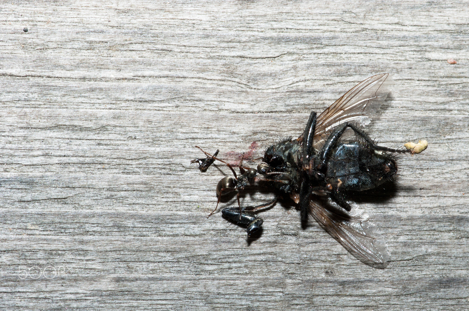 Pentax K20D sample photo. Ant eats fly photography