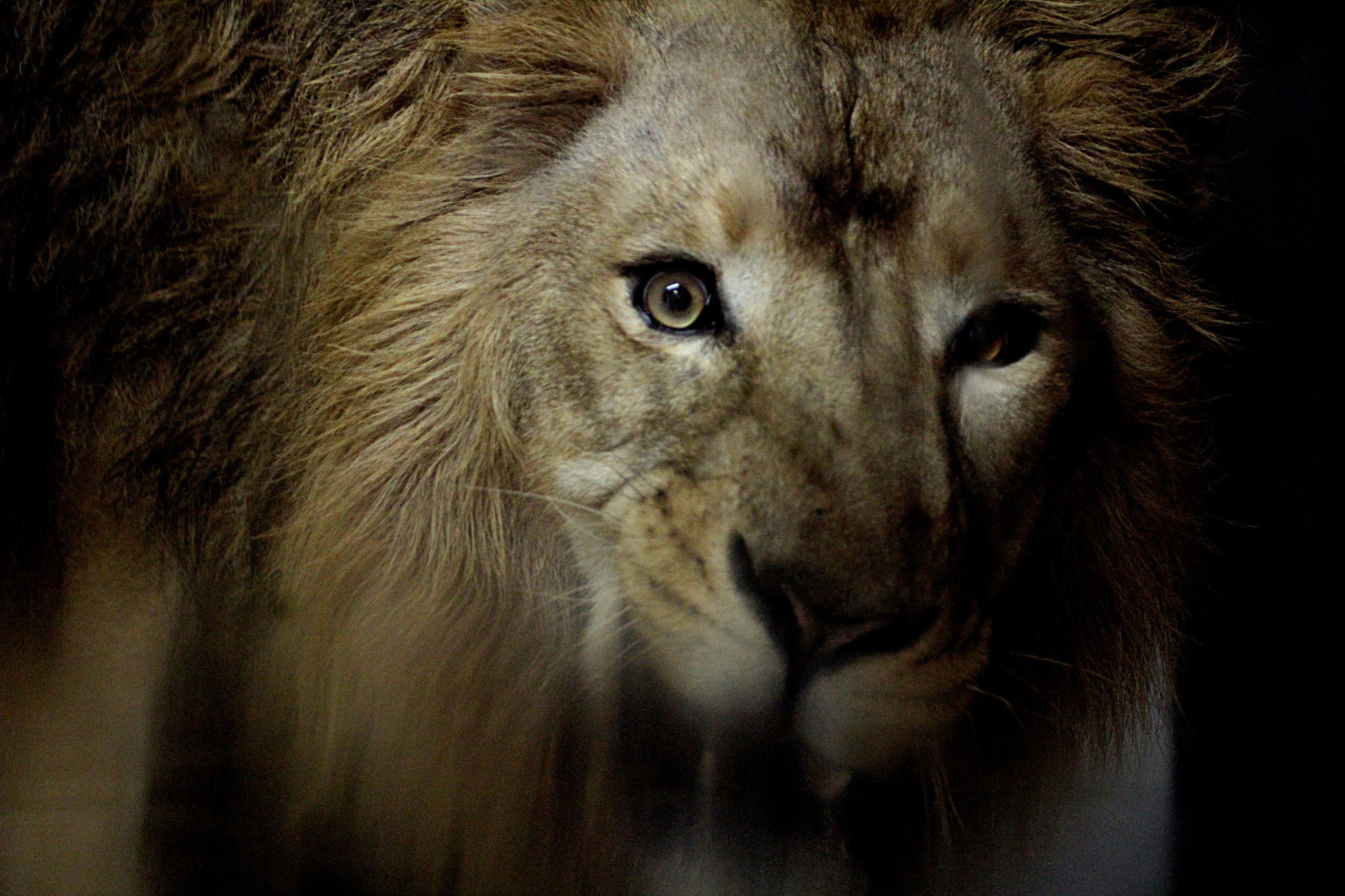 Canon EF 100-400mm F4.5-5.6L IS USM sample photo. Leon at nogeyama zoo photography