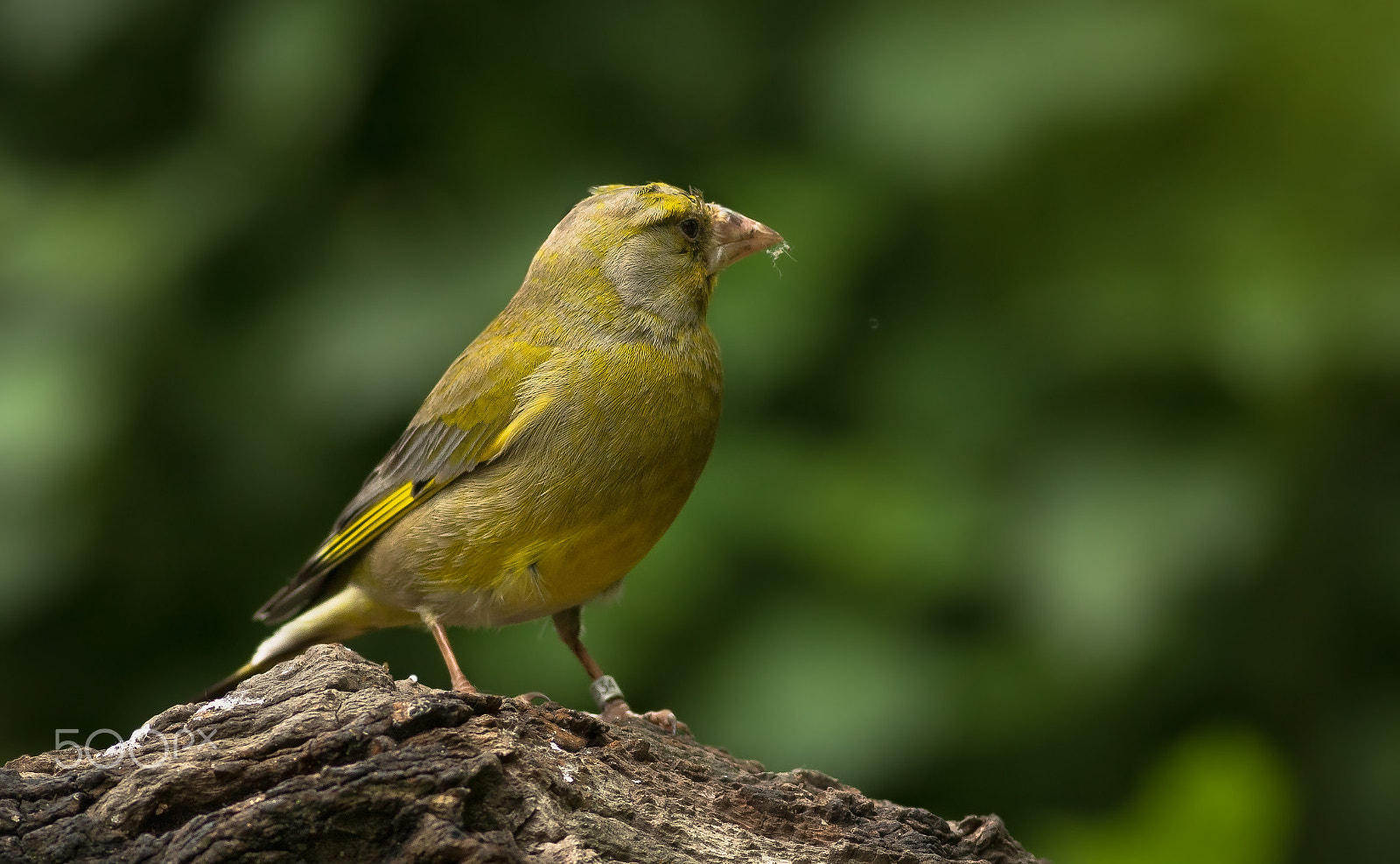 Canon EOS 760D (EOS Rebel T6s / EOS 8000D) + Canon EF 400mm F5.6L USM sample photo. Zvonek zelený photography