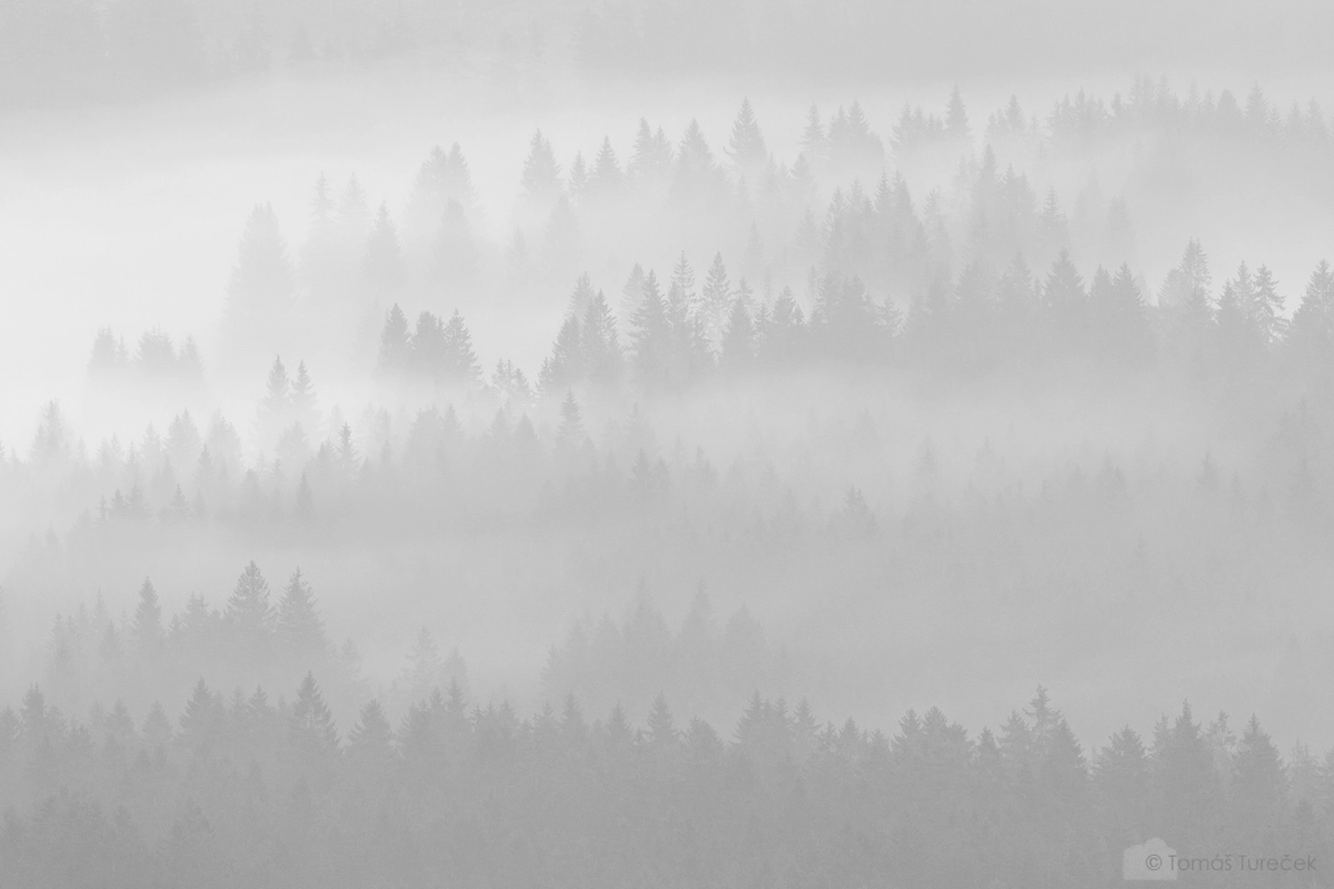 Canon EOS 450D (EOS Rebel XSi / EOS Kiss X2) sample photo. Misty forest in high key photography