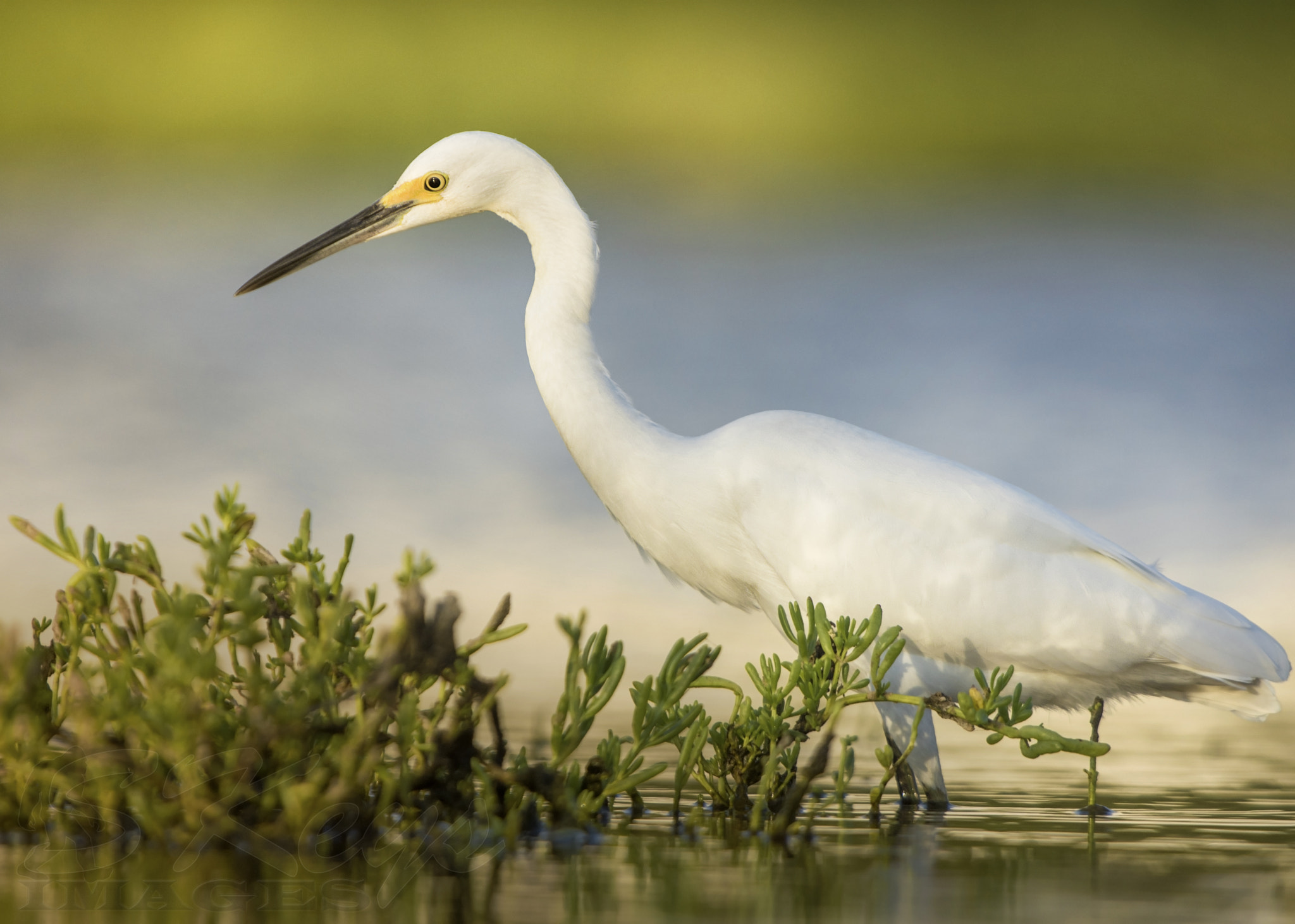 Sigma 500mm F4.5 EX DG HSM sample photo. Snow in aruba (snowy egret) photography