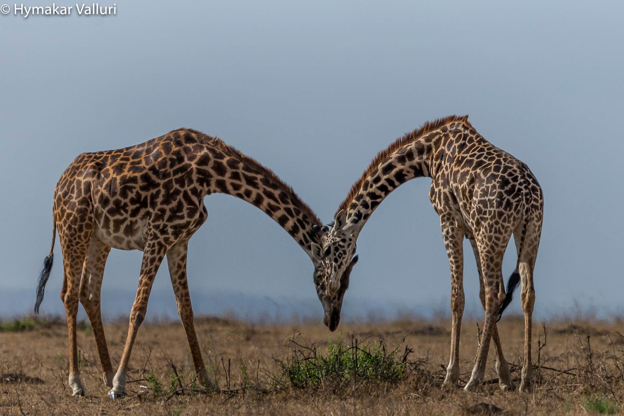 Canon EF 500mm F4L IS II USM sample photo. Giraffes photography