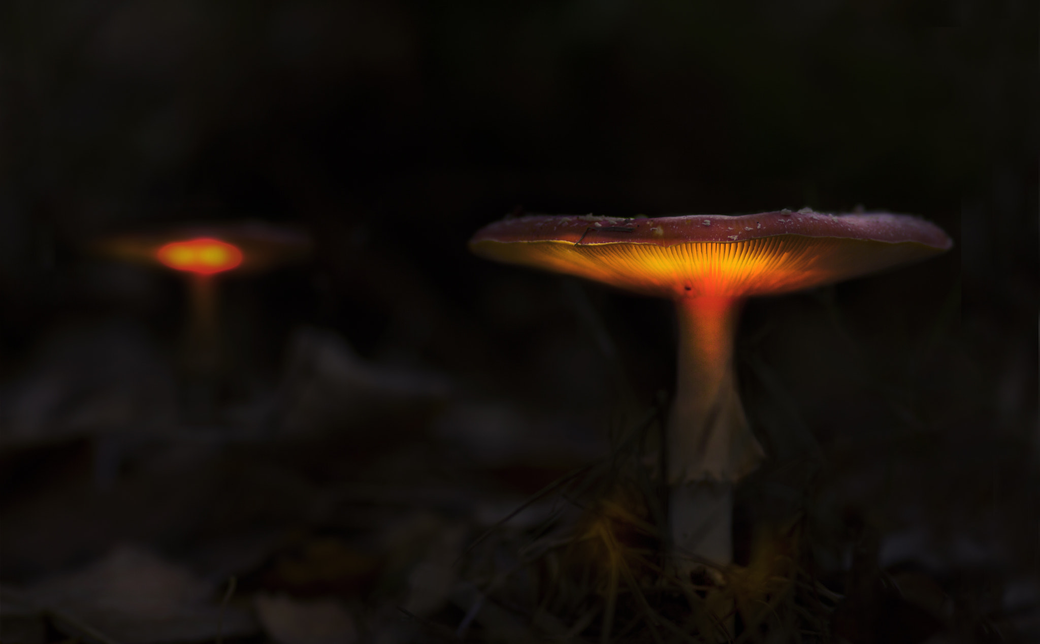 Canon EF 100mm F2.0 USM sample photo. Nature's secret photography