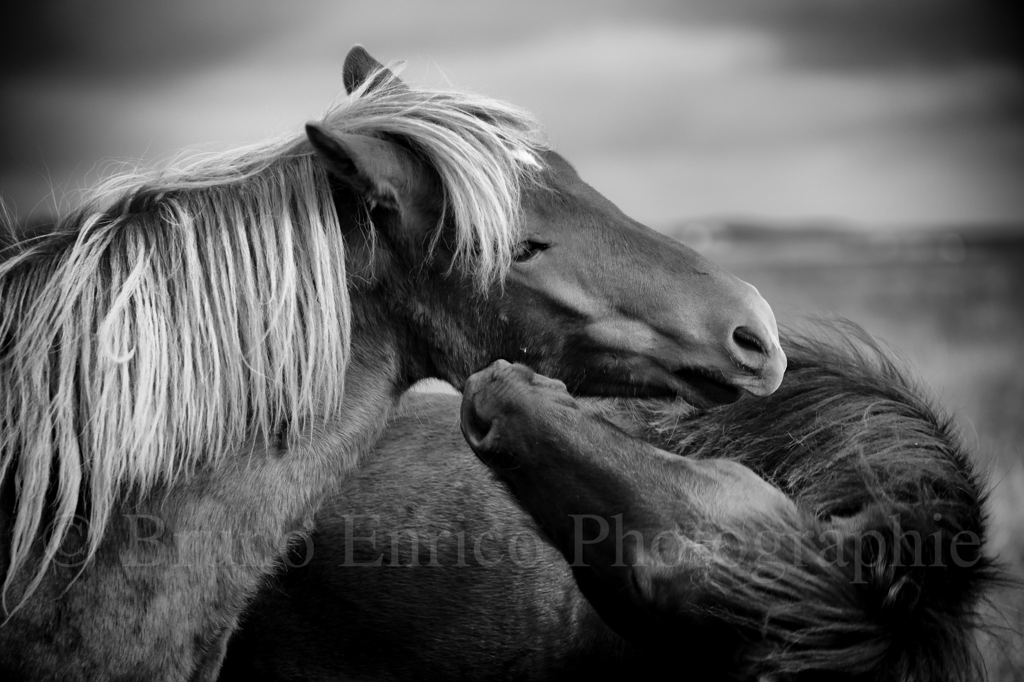 Sony a99 II + Minolta AF 70-210mm F4 Macro sample photo. Horses in love photography