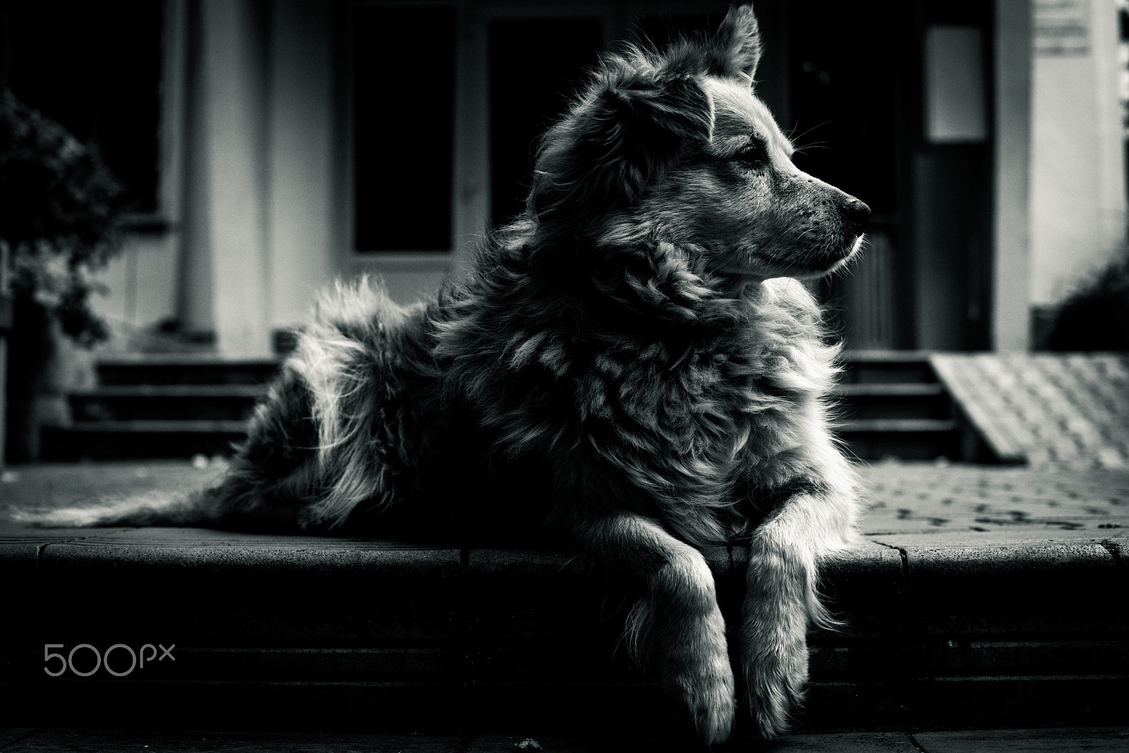 Sony a7R II + Sony 50mm F1.4 sample photo. Old dog photography
