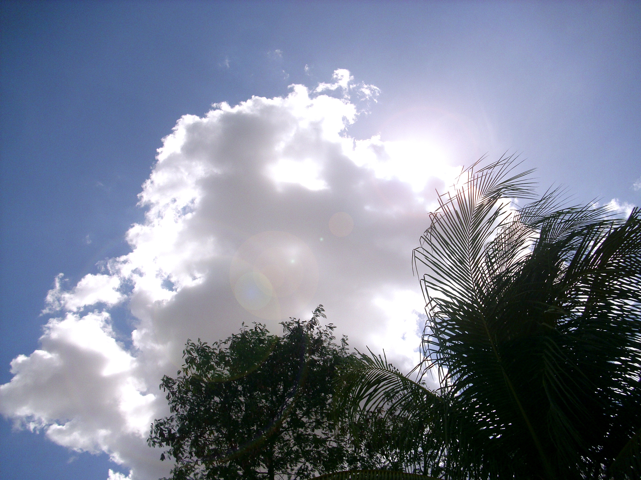 Benq DC C1020 sample photo. Sky and tree photography