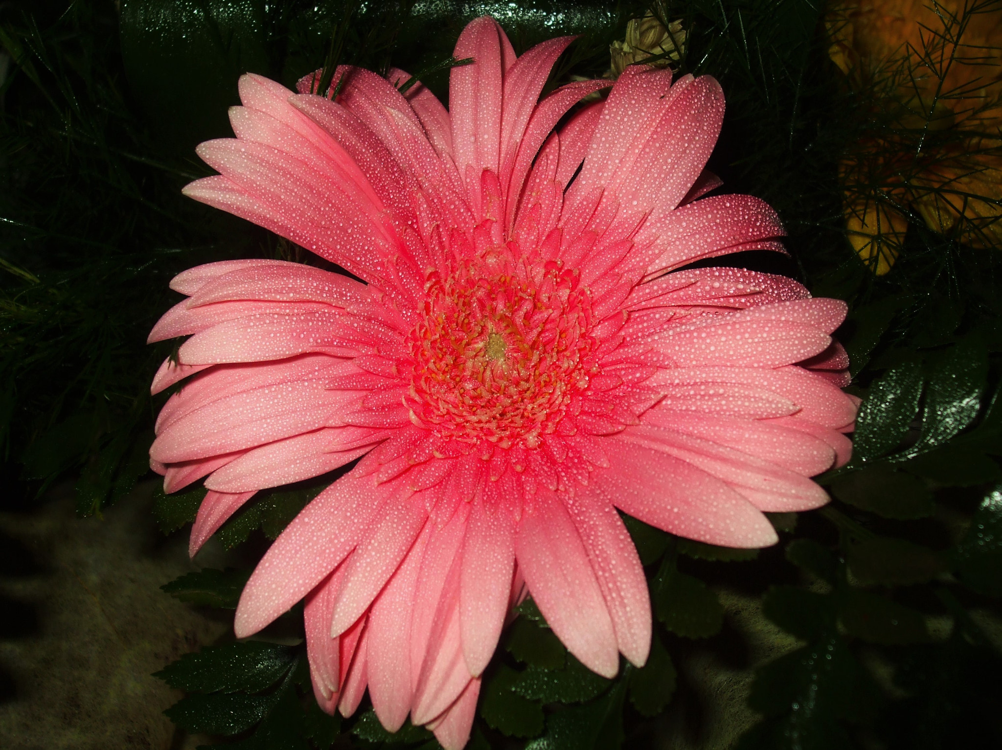 Fujifilm FinePix A820 sample photo. Pink gerbera photography