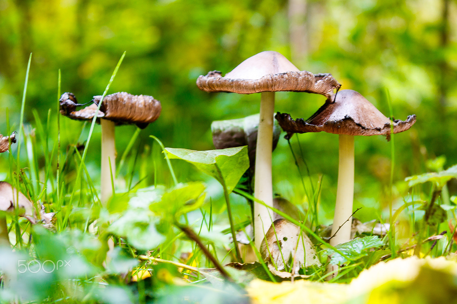 Canon EOS 760D (EOS Rebel T6s / EOS 8000D) sample photo. Mushroom photography