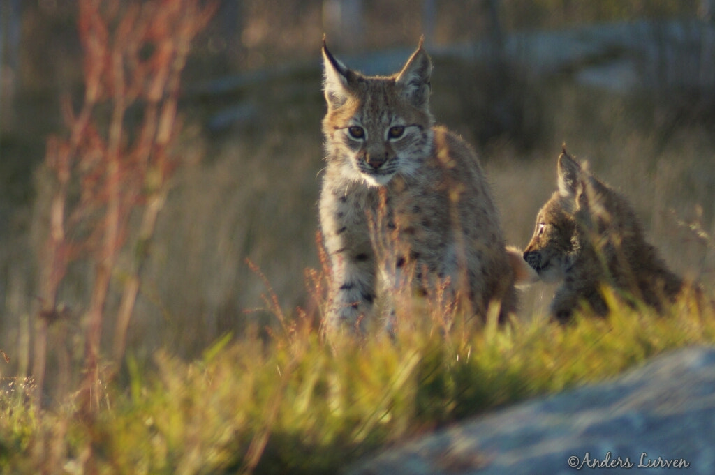 Sony SLT-A58 + Tamron Lens (255) sample photo. Lynx ( zoo )  photography