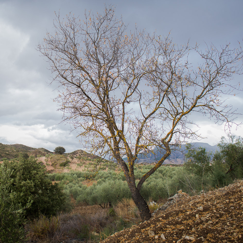 Canon EF 24mm F2.8 IS USM sample photo. Arbol photography