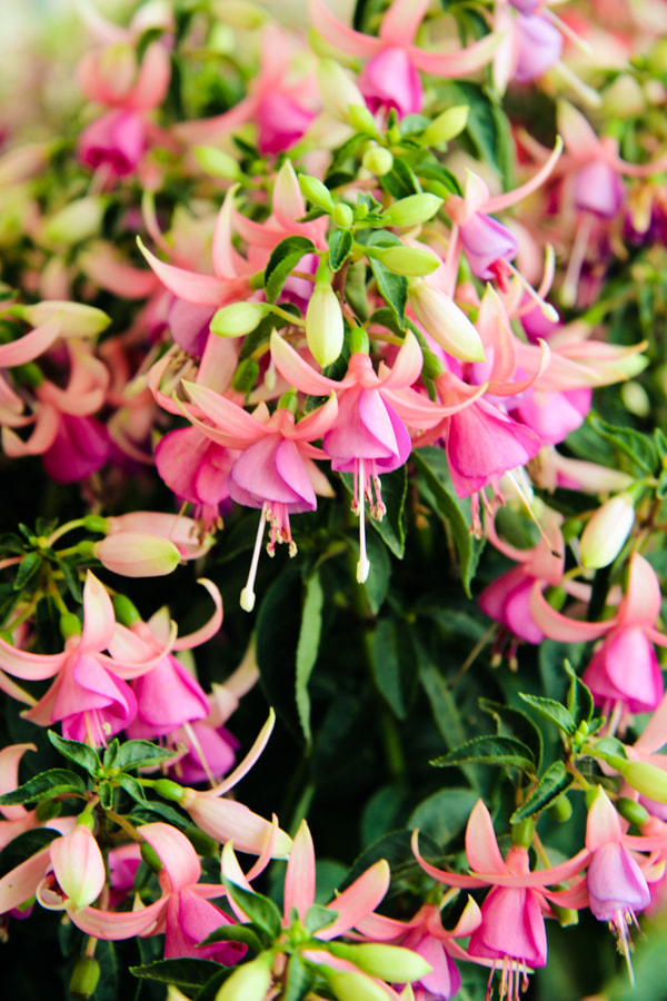 Canon EF-S 17-85mm F4-5.6 IS USM sample photo. Fuchsia photography