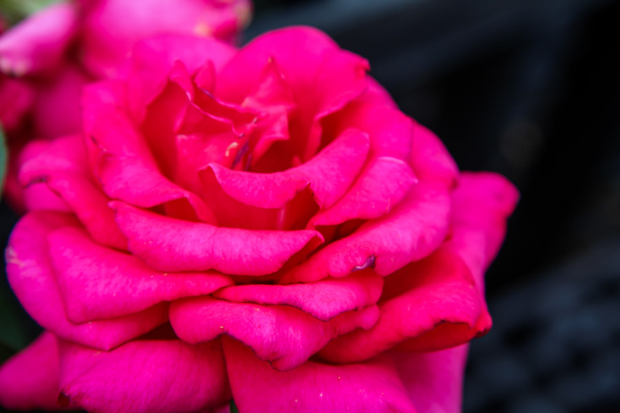Canon EF-S 17-85mm F4-5.6 IS USM sample photo. Pink rose photography