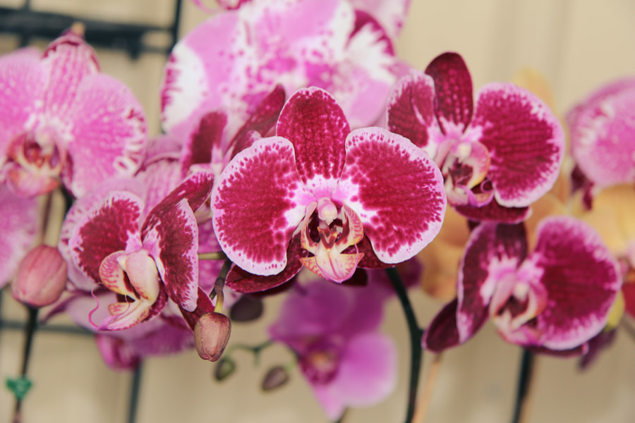 Canon EF-S 17-85mm F4-5.6 IS USM sample photo. Pink orchids photography