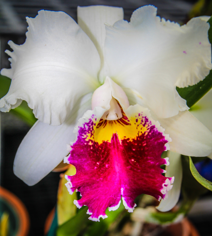 Canon EF-S 17-85mm F4-5.6 IS USM sample photo. Orchid photography