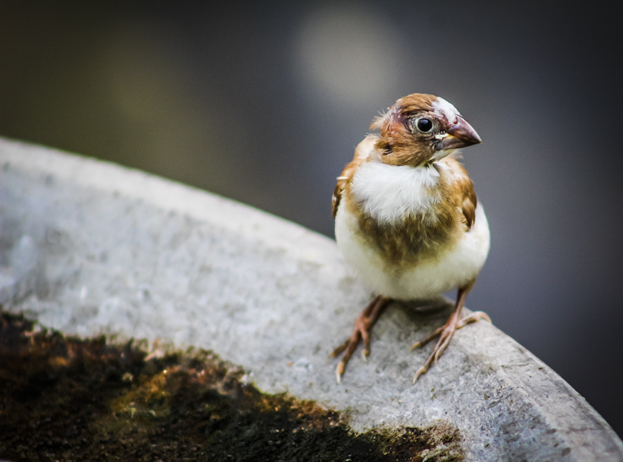 Canon EOS 100D (EOS Rebel SL1 / EOS Kiss X7) + EF75-300mm f/4-5.6 sample photo. Society finch bird photography