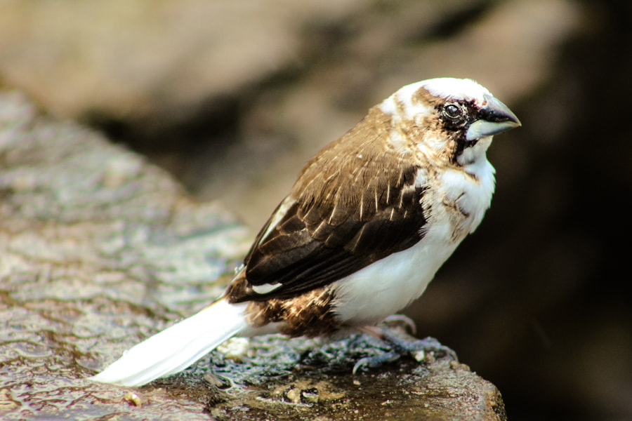 Canon EOS 100D (EOS Rebel SL1 / EOS Kiss X7) + EF75-300mm f/4-5.6 sample photo. Society finch bird photography