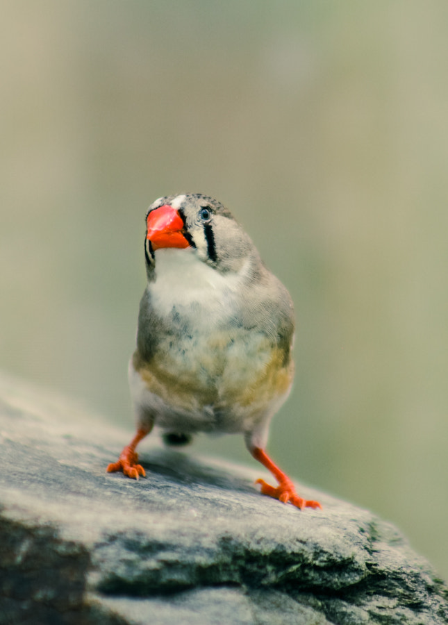 Canon EOS 100D (EOS Rebel SL1 / EOS Kiss X7) + EF75-300mm f/4-5.6 sample photo. Zebra finch photography