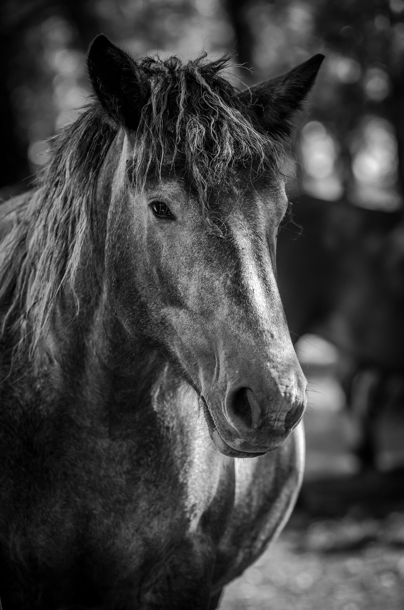 Sigma 70-200mm F2.8 EX DG OS HSM sample photo. Horse photography