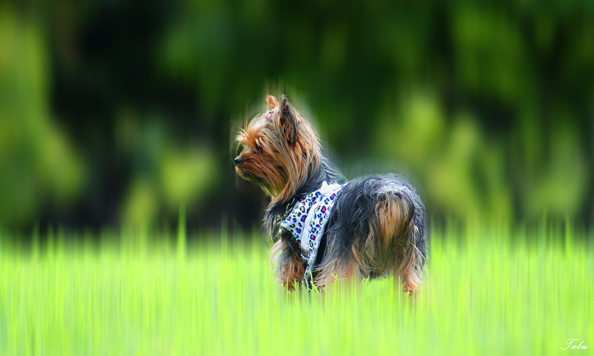 Canon EF 75-300mm f/4-5.6 USM sample photo. Movimiento photography