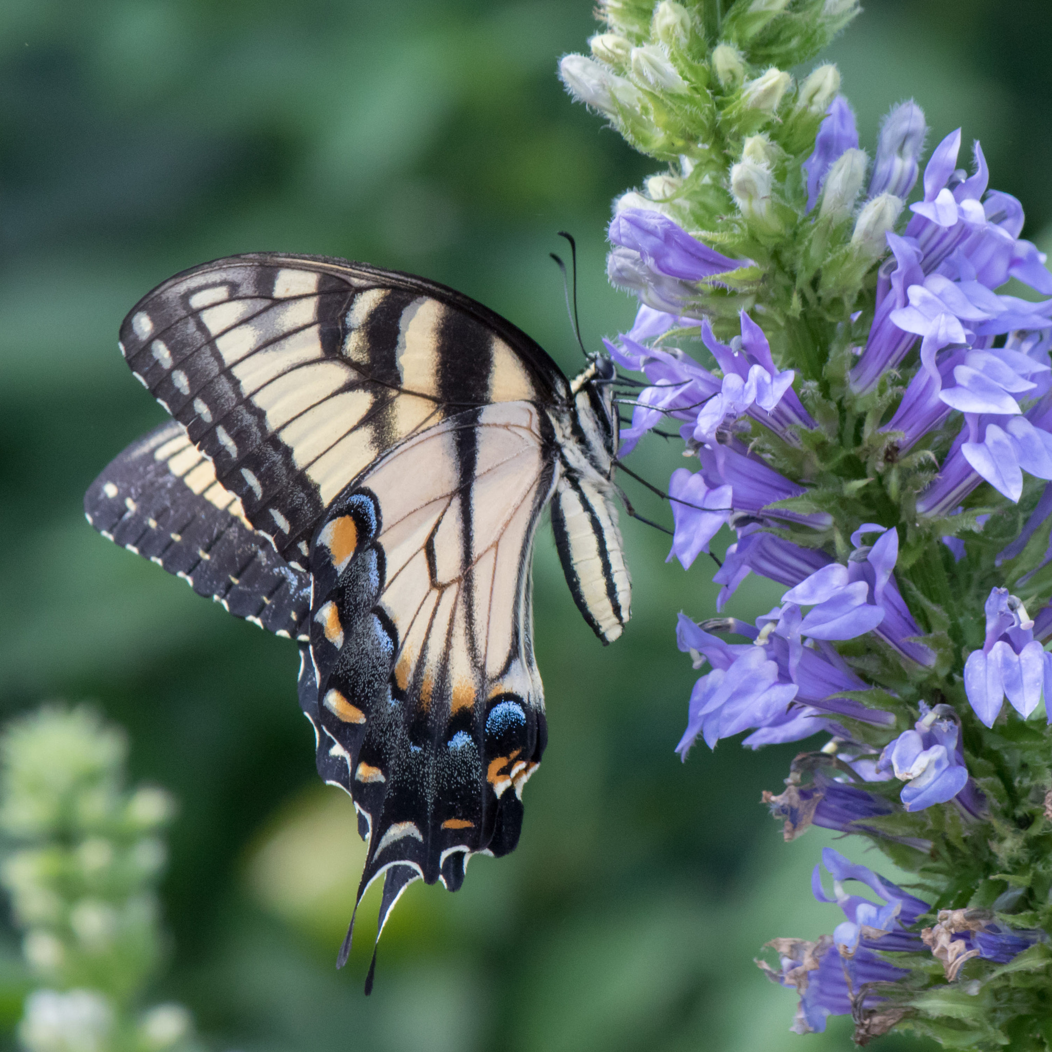 Canon EF-S 55-250mm F4-5.6 IS sample photo. Swallowtail photography