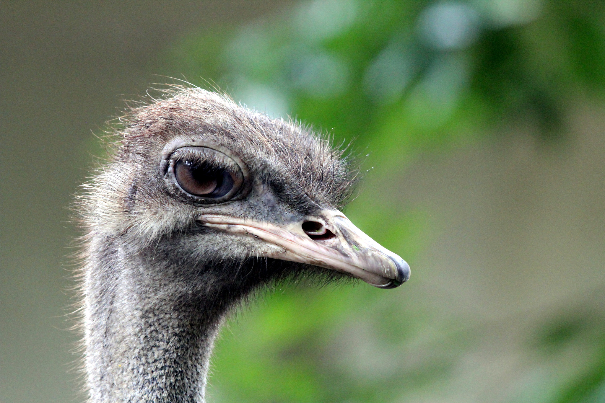 Canon EF 100-400mm F4.5-5.6L IS USM sample photo. Strauss at nogeyama zoo photography