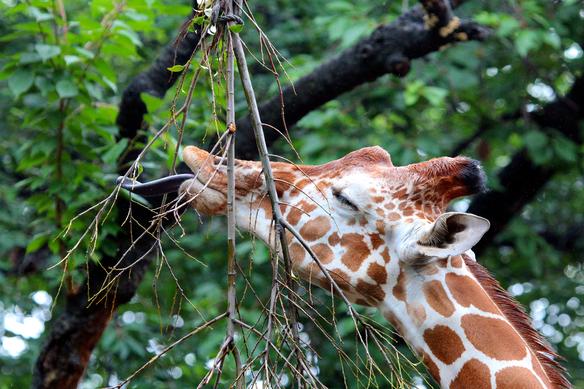 Canon EF 100-400mm F4.5-5.6L IS USM sample photo. Giraffe at nogeyama zoo photography