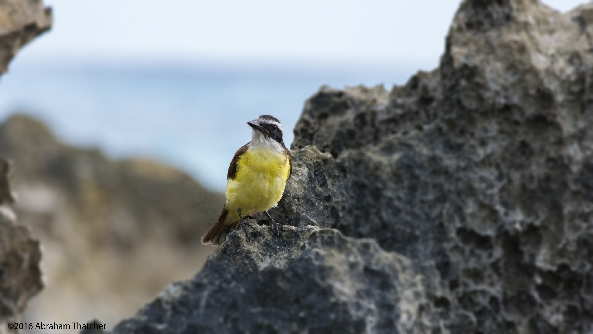 Samsung NX1 + Samsung NX 50-200mm F4-5.6 ED OIS sample photo. The great kiskadee photography