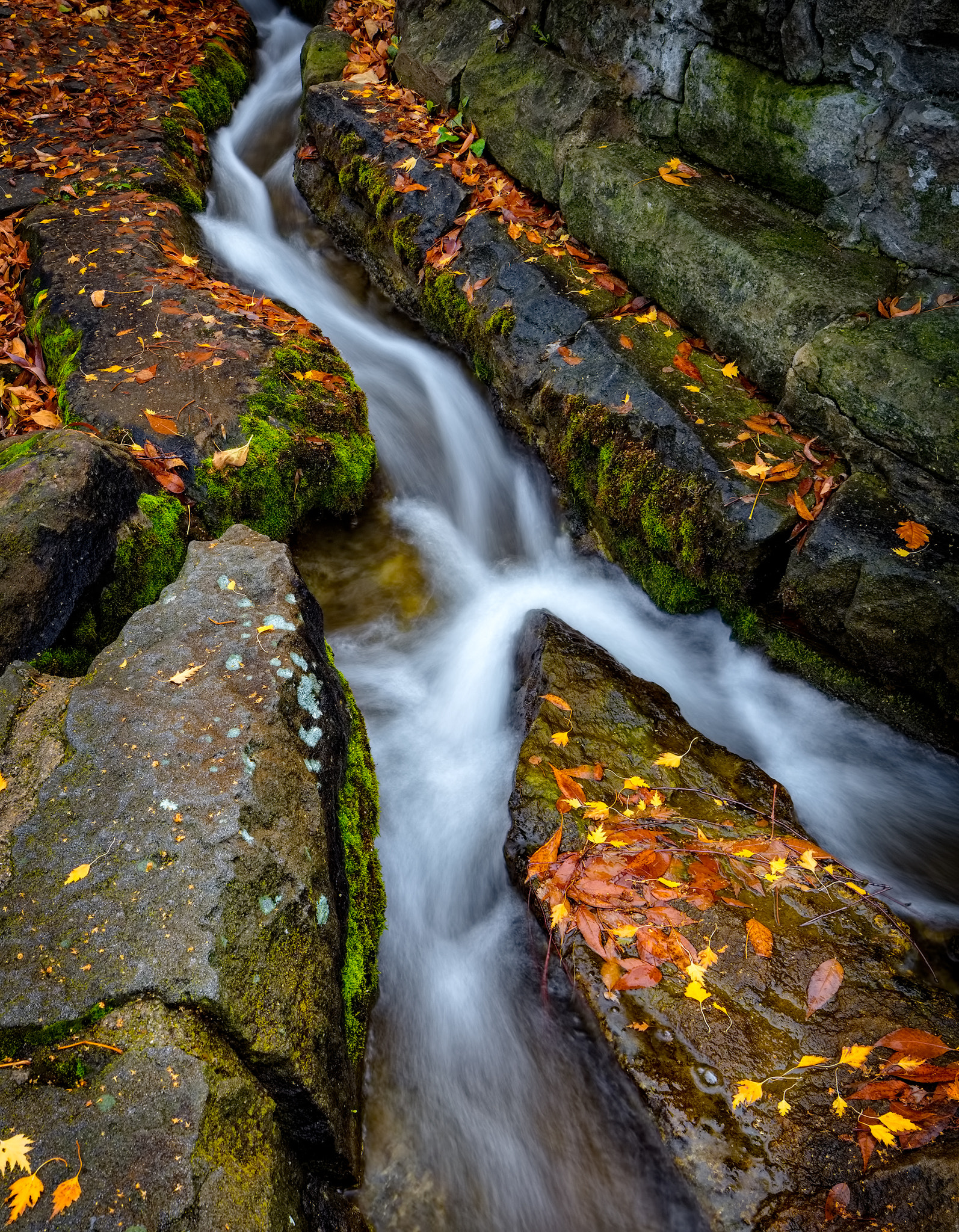 Canon TS-E 24.0mm f/3.5 L II sample photo. Fleeting fall colors photography