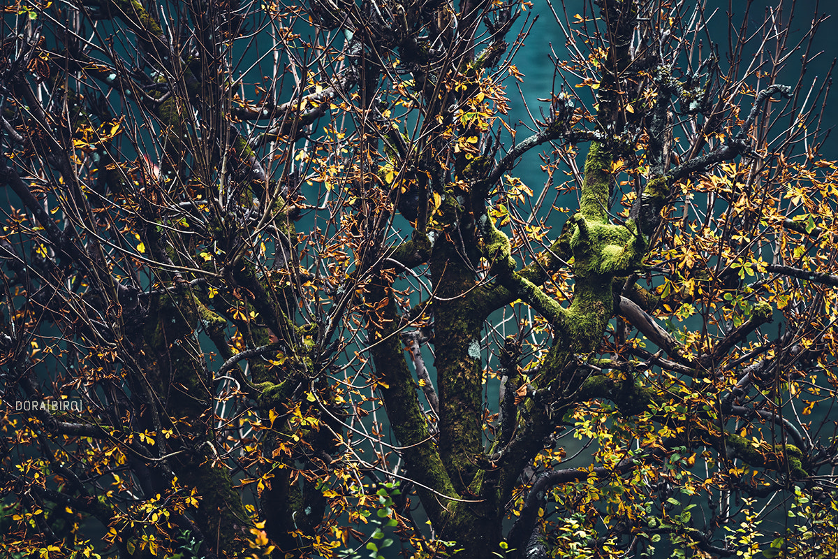 Canon EOS 650D (EOS Rebel T4i / EOS Kiss X6i) sample photo. Colors of autumn photography