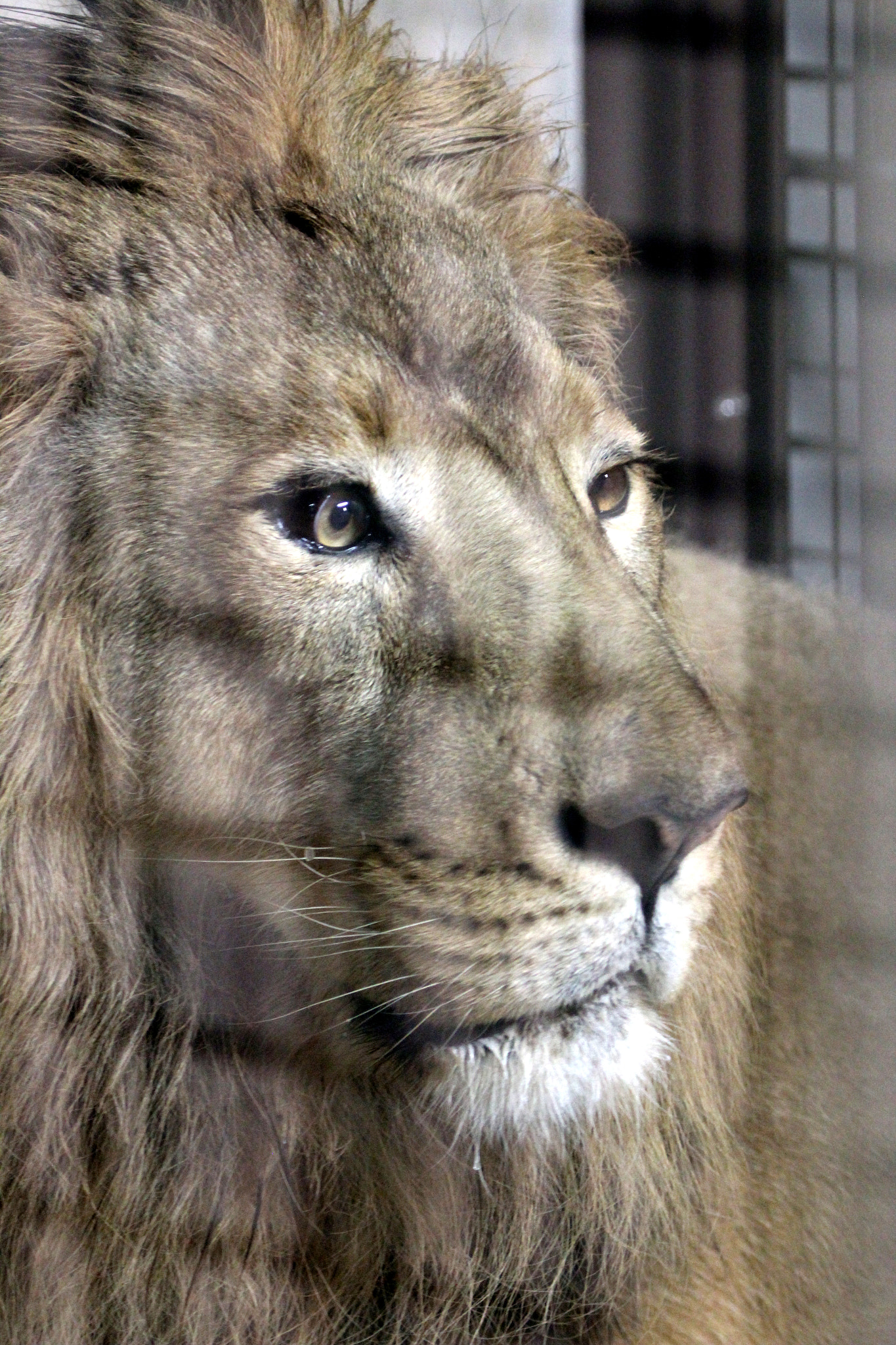 Canon EF 100-400mm F4.5-5.6L IS USM sample photo. Lion at nogeyama zoo photography