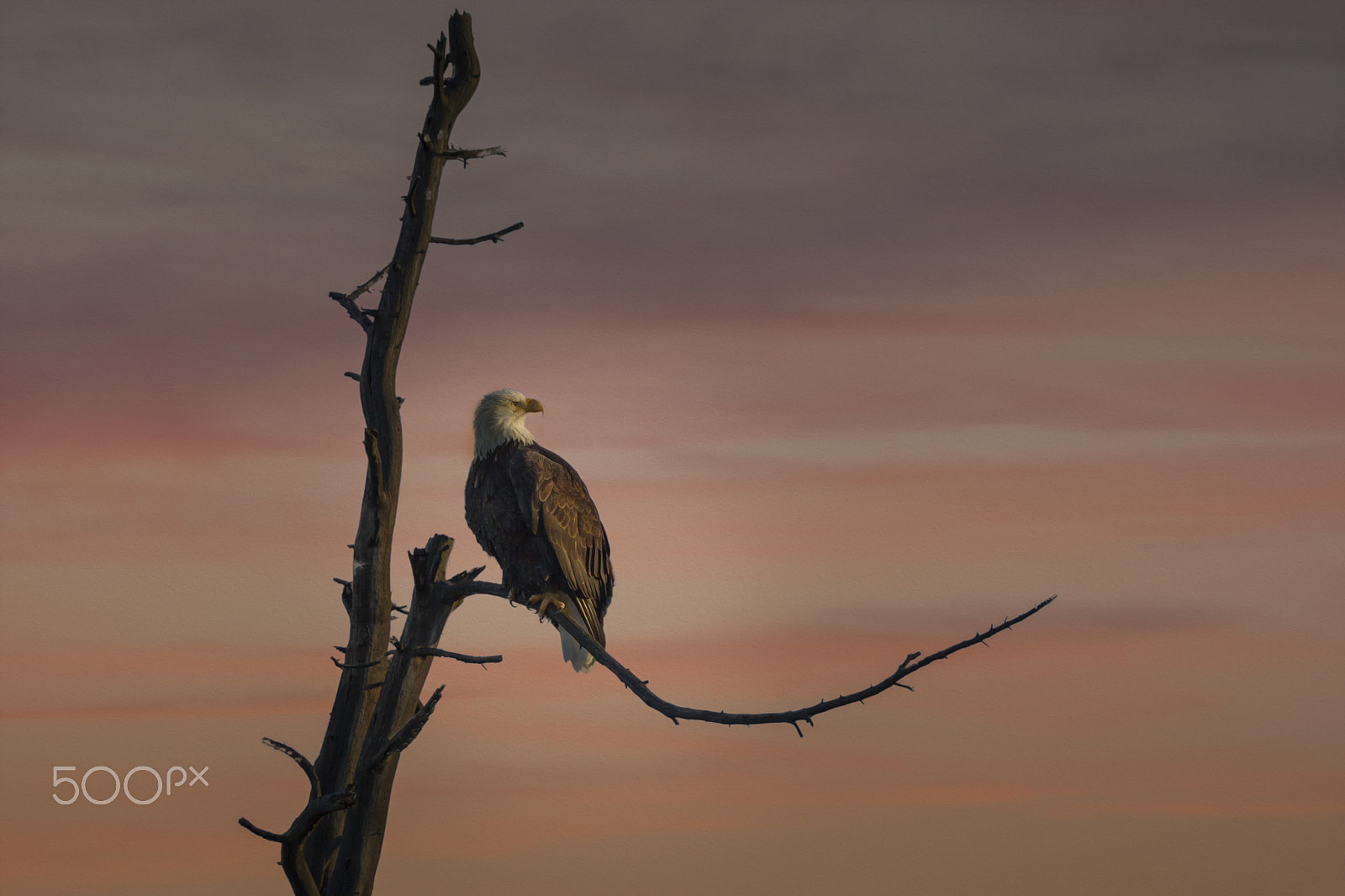 Canon EF 500mm F4L IS USM sample photo. The start of a new day photography
