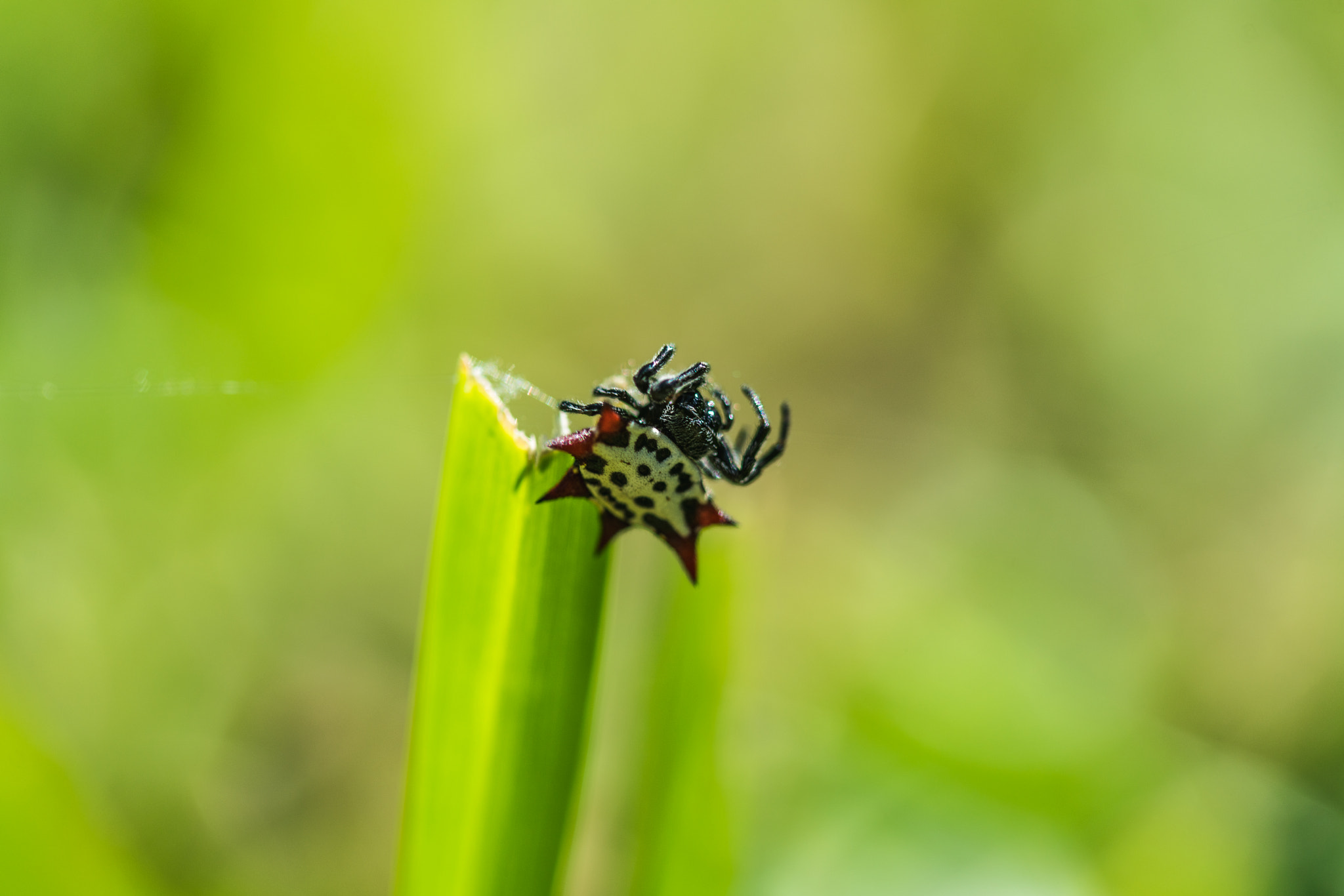 Sony a7R II + Canon EF 100mm F2.8 Macro USM sample photo. Spinybacked orbweaver photography