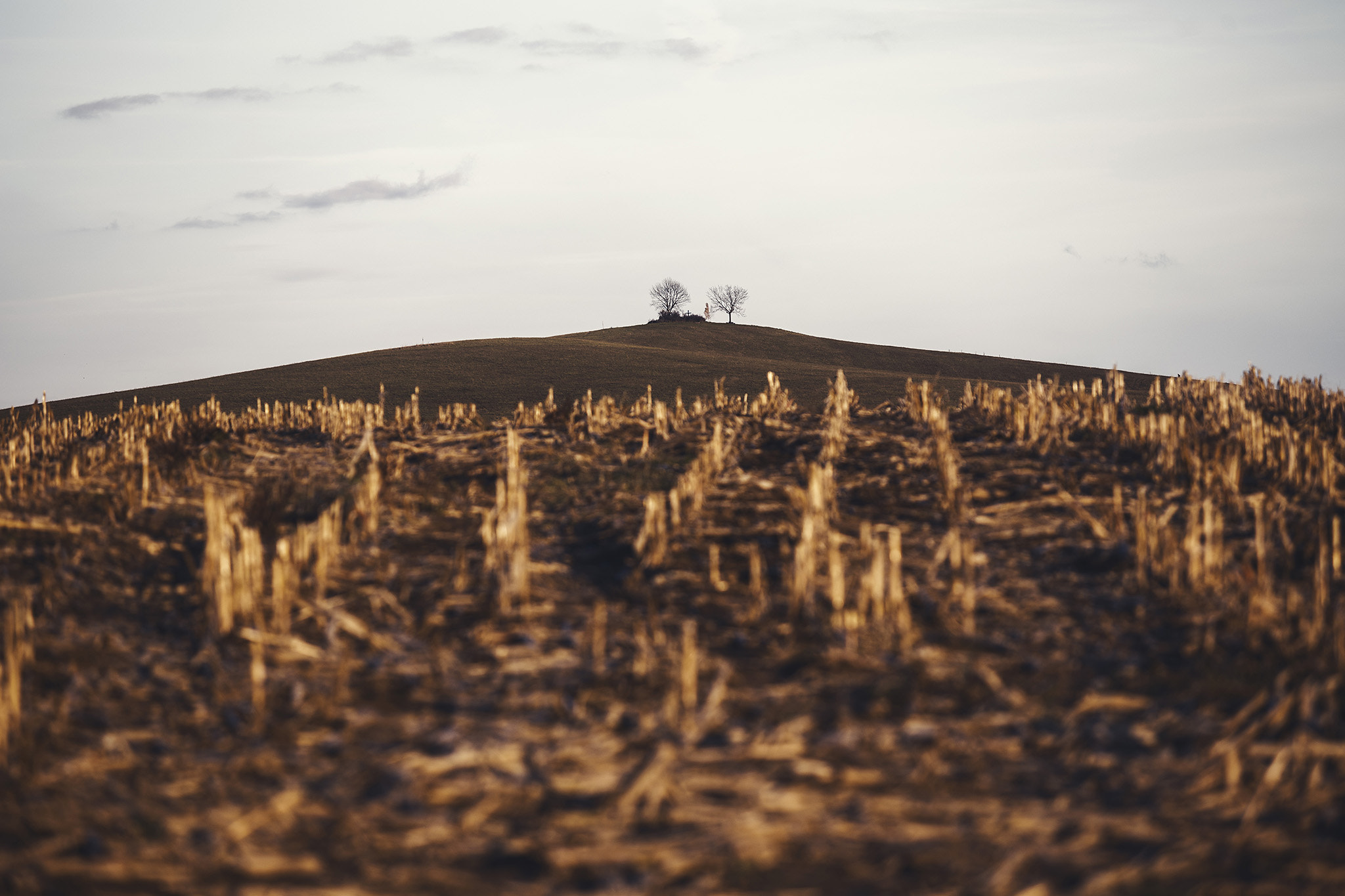 Canon EF 80-200mm f/2.8L sample photo. On the hill photography