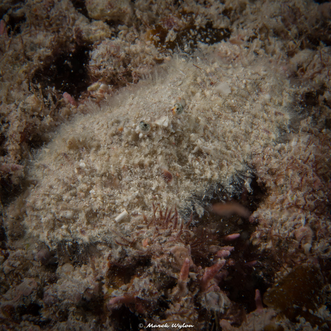 Nikon AF-S Micro-Nikkor 60mm F2.8G ED sample photo. Hairly elbow crab | fiji | 2014.10.31 photography