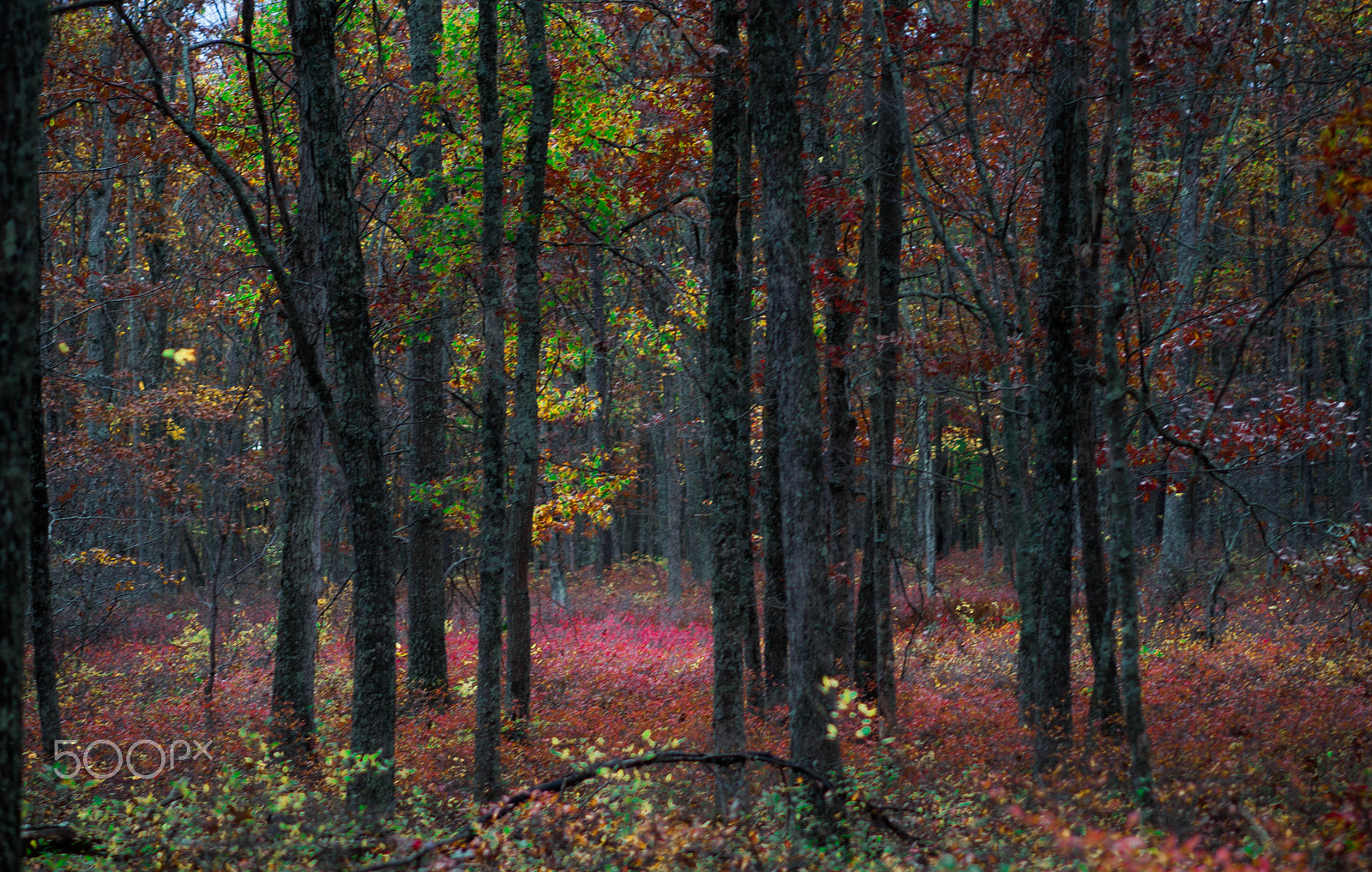 Sony a99 II + Minolta AF 28-70mm F2.8 G sample photo. Unknown autumn beauty photography