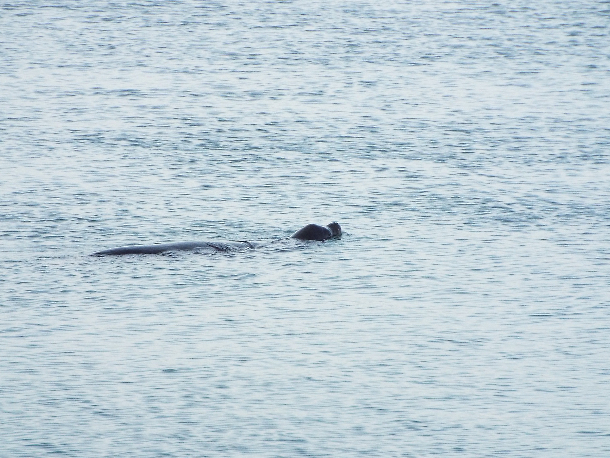 Fujifilm FinePix S9200 S9250 S9150 sample photo. The swimming seal photography