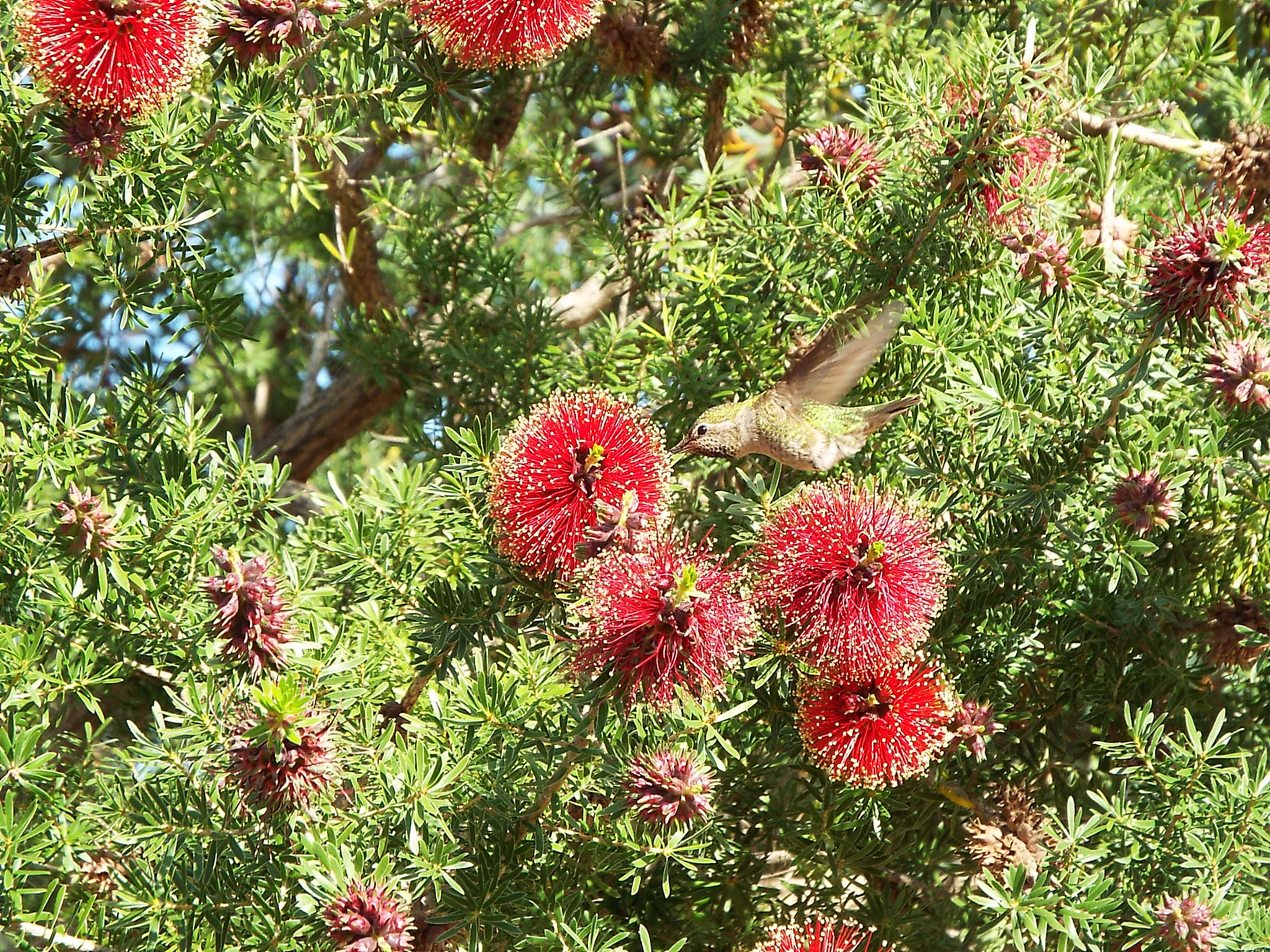 Fujifilm FinePix S9200 S9250 S9150 sample photo. Humming bird in action photography