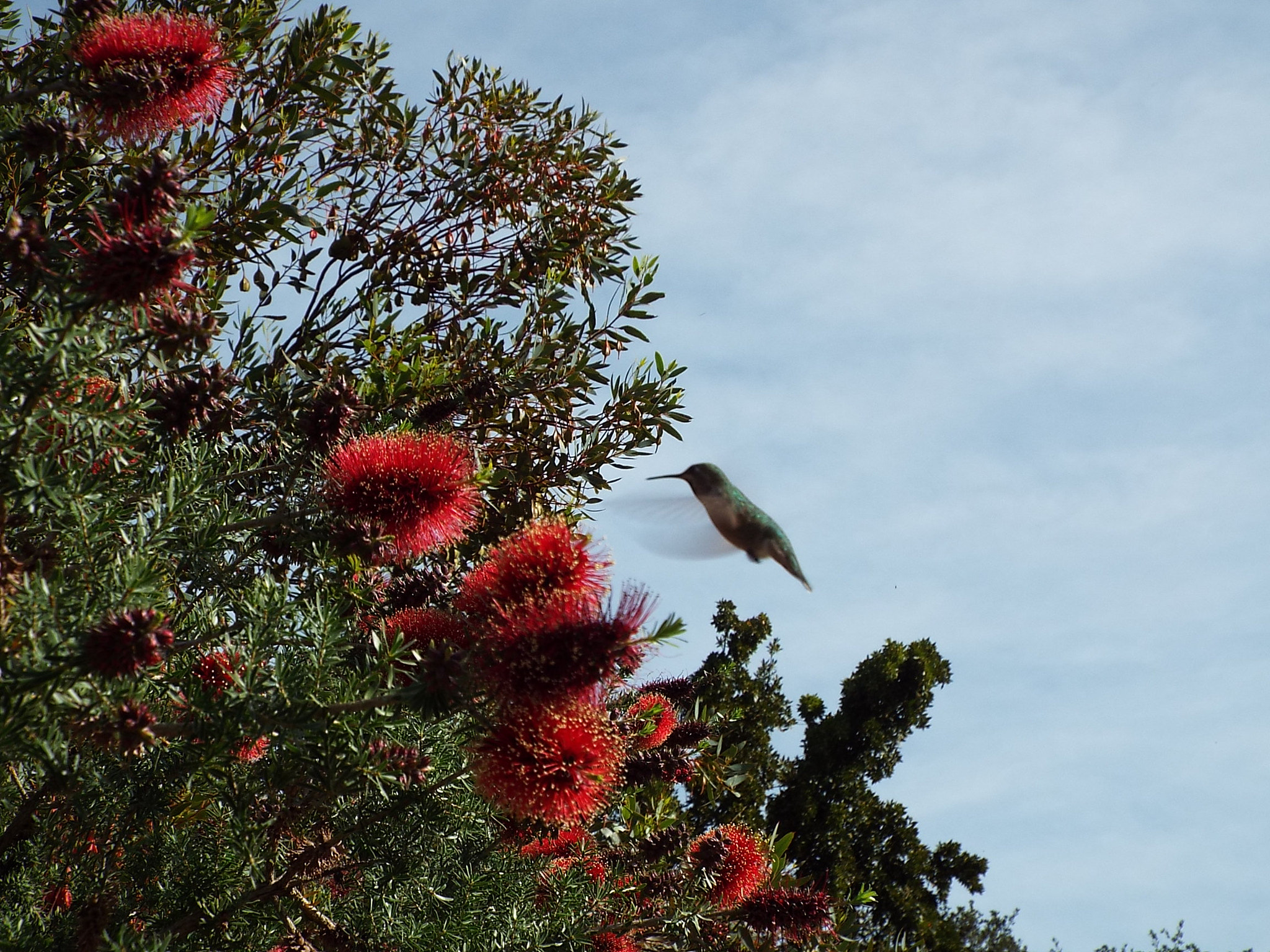 Fujifilm FinePix S9200 S9250 S9150 sample photo. Hummingbird feeding photography