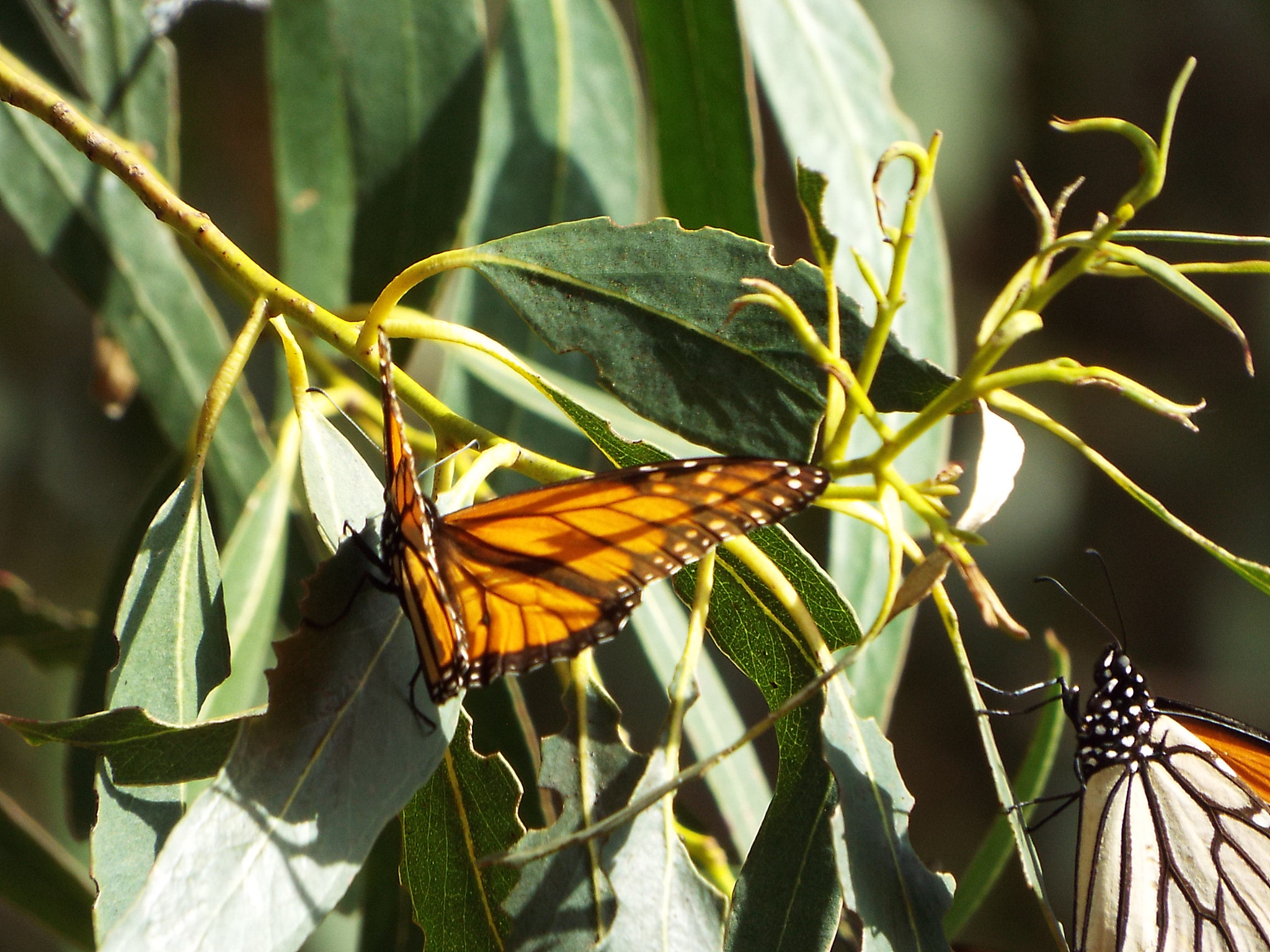 Fujifilm FinePix S9200 S9250 S9150 sample photo. Butterfly landing photography